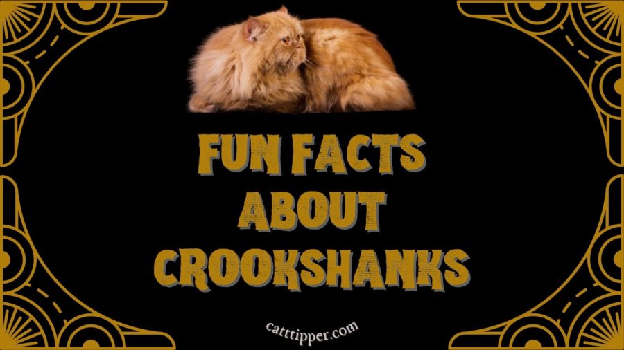 Fun Facts About Crookshanks, the cat from Harry Potter books and films