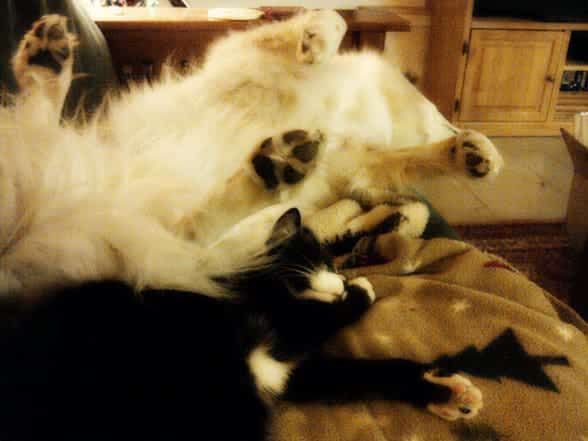 Wordless Wednesday: Couch Potatoes