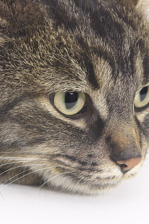 Pitfalls of Value Brand Cat Foods