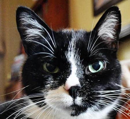 Happy Birthday, Felix!