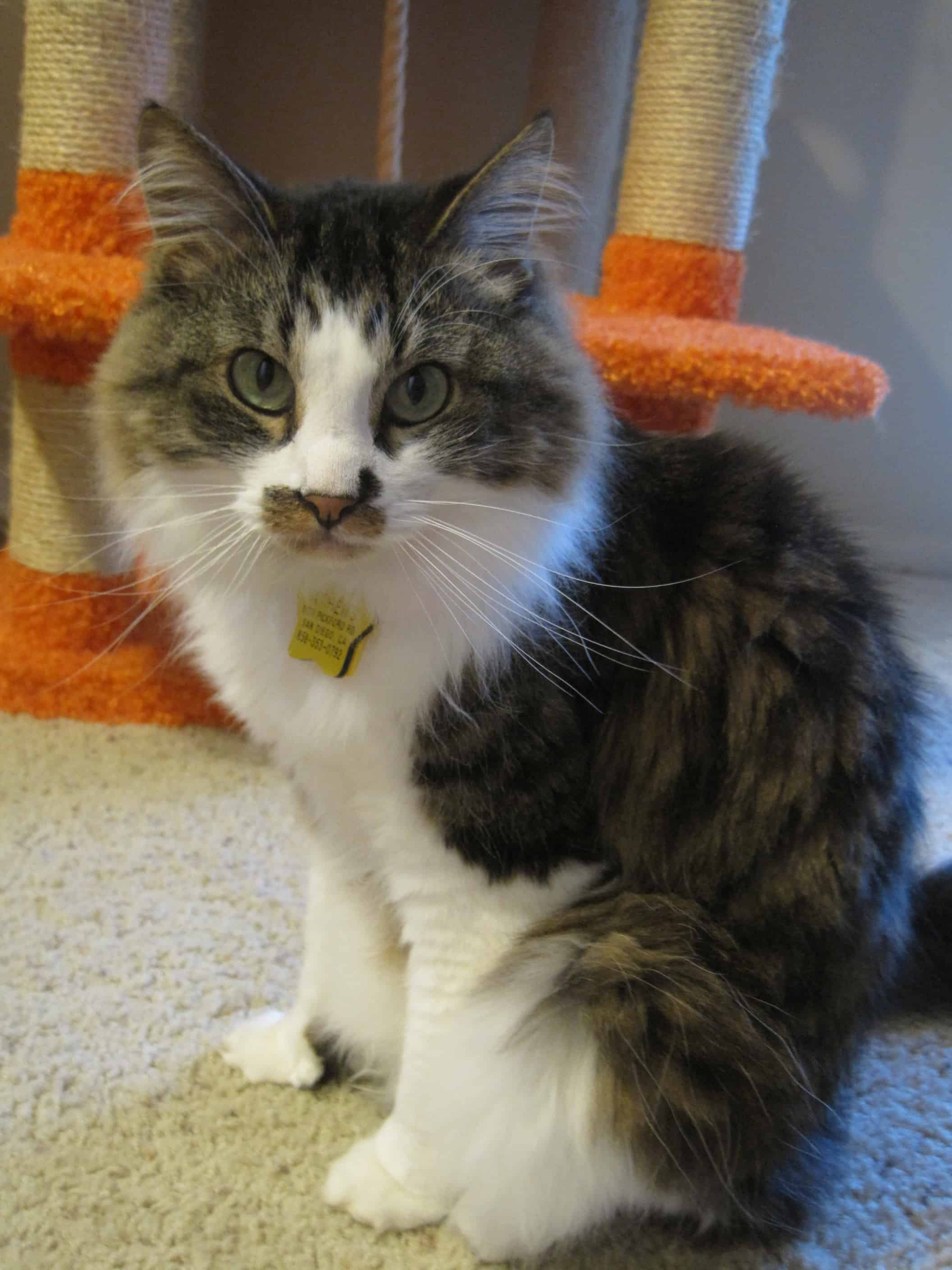 Happy April Birthday and Gotcha Day Video