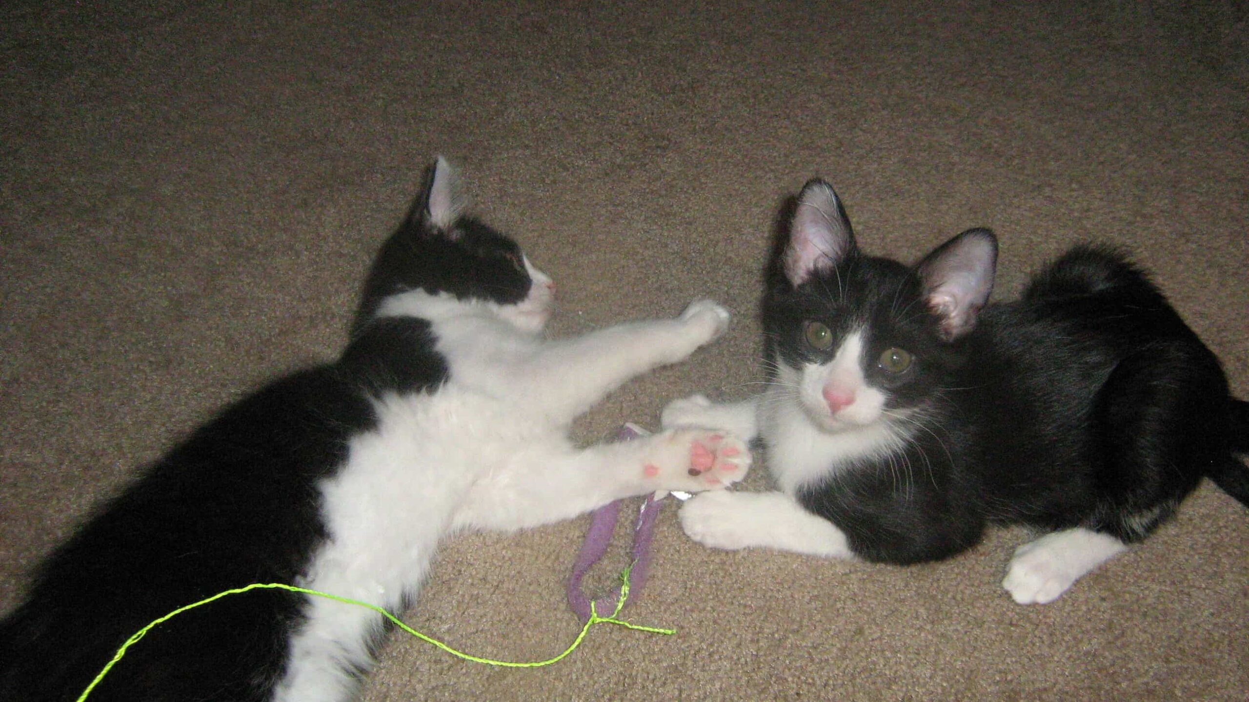 May Birthday Cat Club Video & Winners