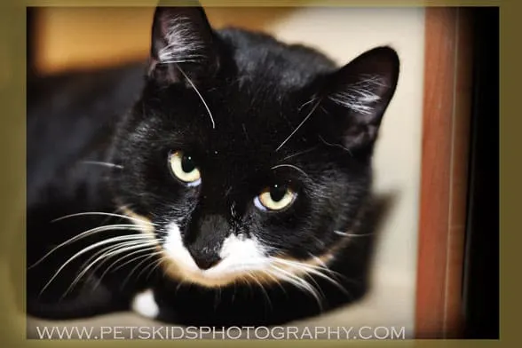cat photography tips