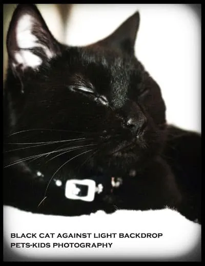 black cat against light background