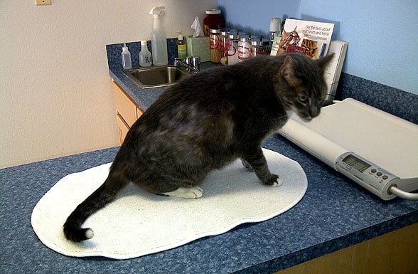 cat at veterinarian office