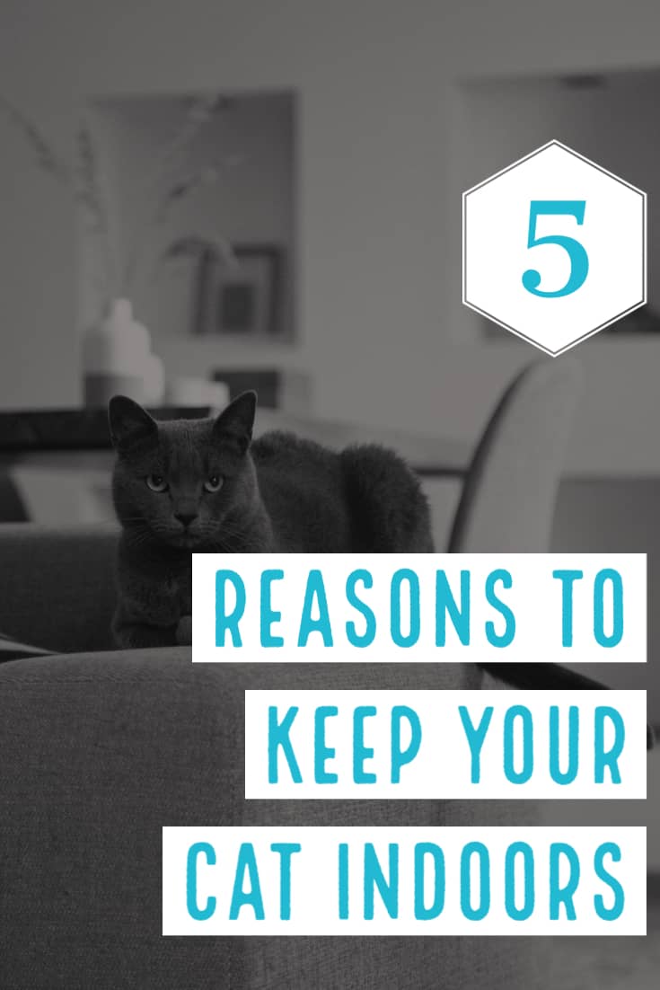 Indoor vs. Outdoor Cats: 5 Reasons to Keep Your Cat Indoors