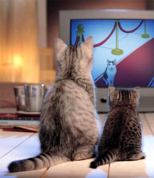 Get Ready for Cat Trivia in #RedCarpetCat