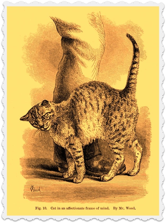 Decoding Cat Behavior