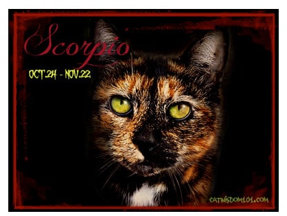 Cat Astrology: The Scorpio Cat
