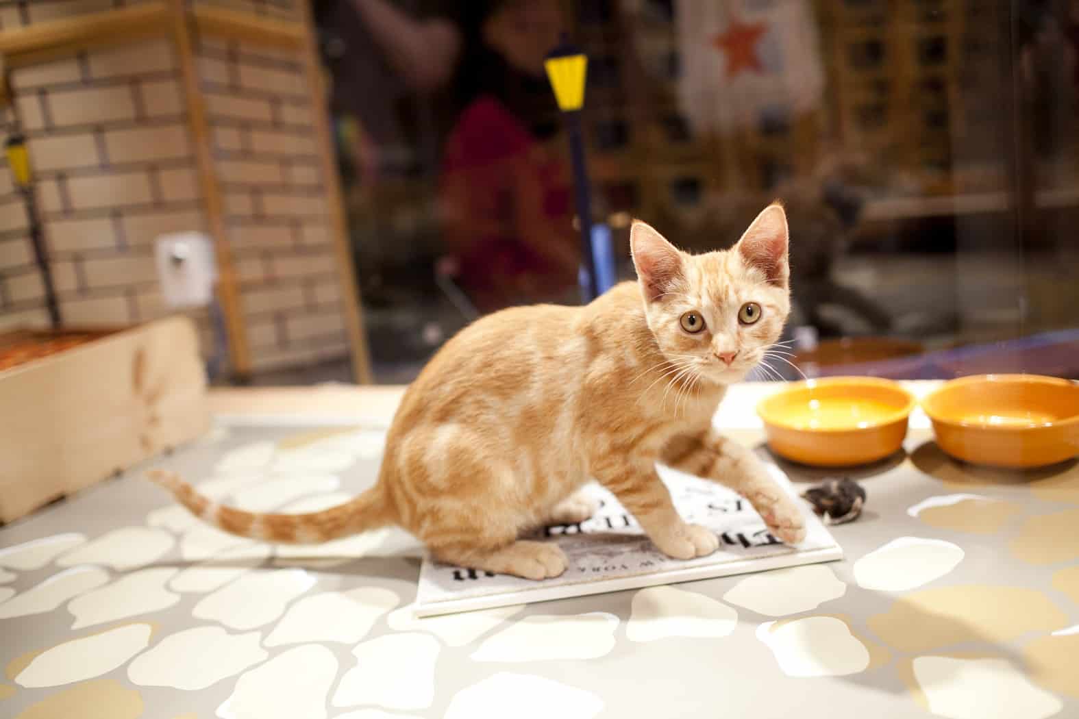 26th Annual Macy’s Holiday Windows Pet Adoption Campaign, San Francisco, CA, Nov. 16, 2012 – Jan. 1, 2013