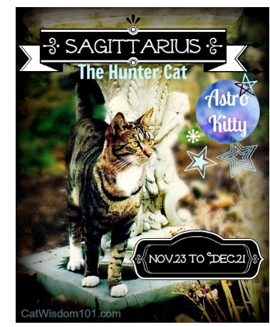 Sagittarius, The Hunter Cat