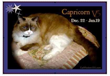 Cat Astrology: Capricorn Cats