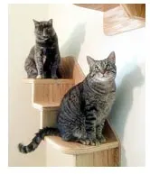 cats getting vertical on stairs