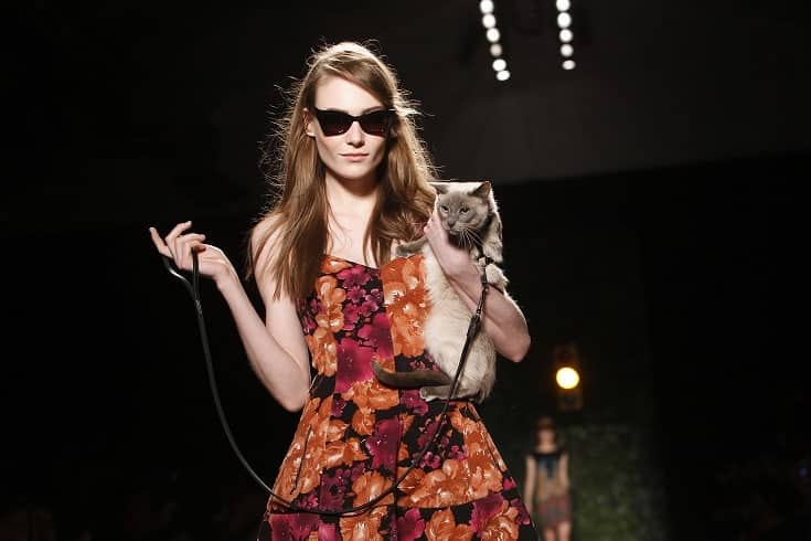 Rescue Cat a Runway Star at New York Fashion Week