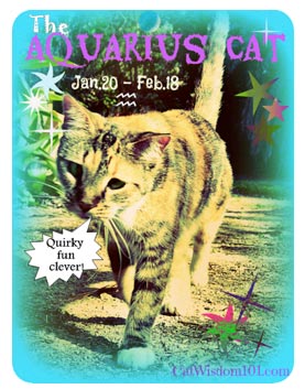 The Aquarius Cat