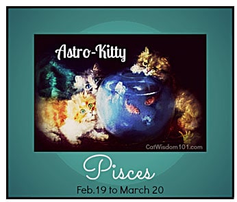 Cat Astrology: Pisces Cats