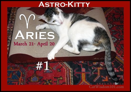 Cat astrology: Aries cats