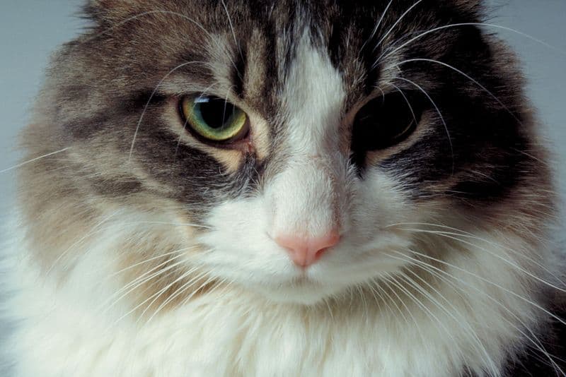 Purina Cat Chow Launches 50 Years. 50 Shelters Program