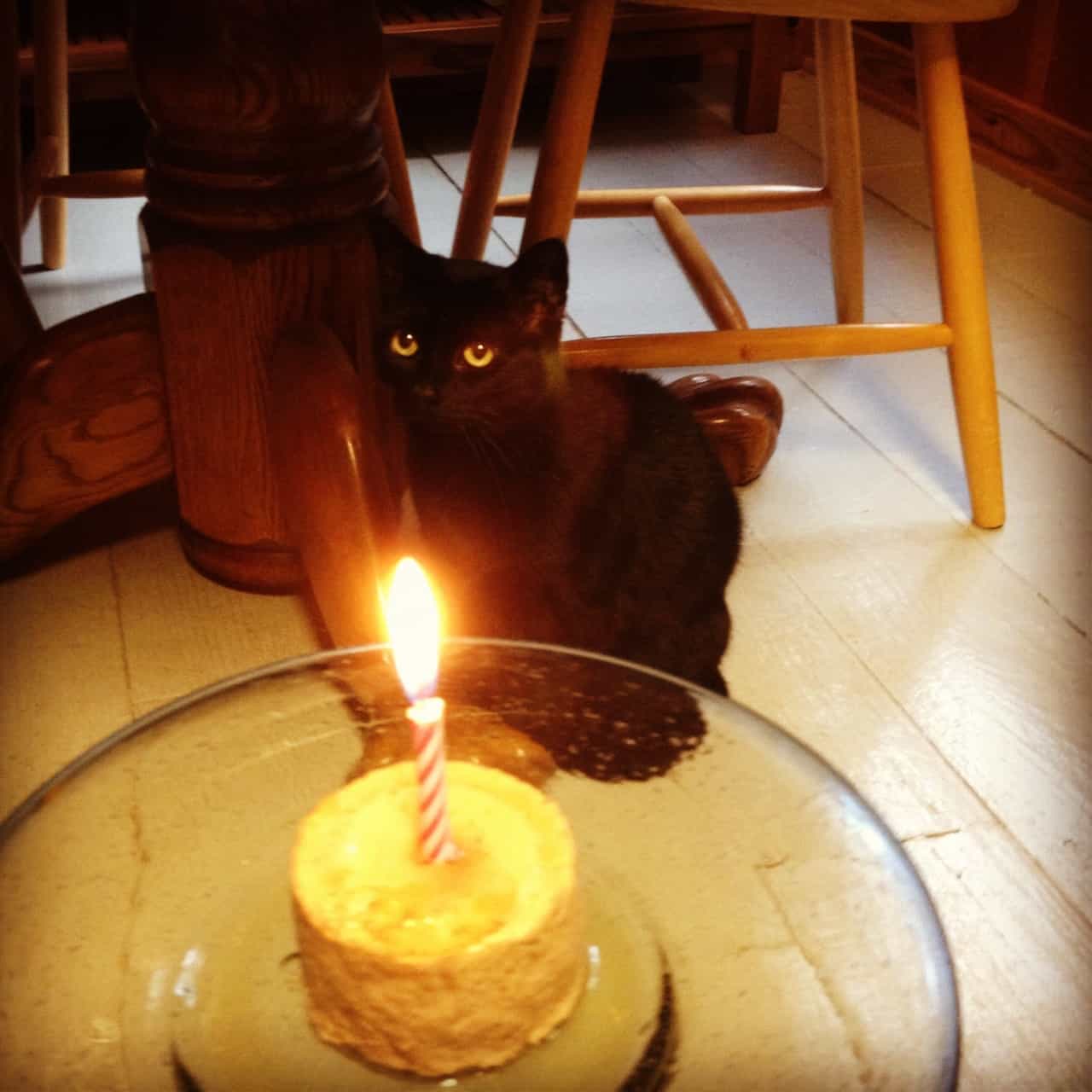 Happy Gotcha Day, Inca!