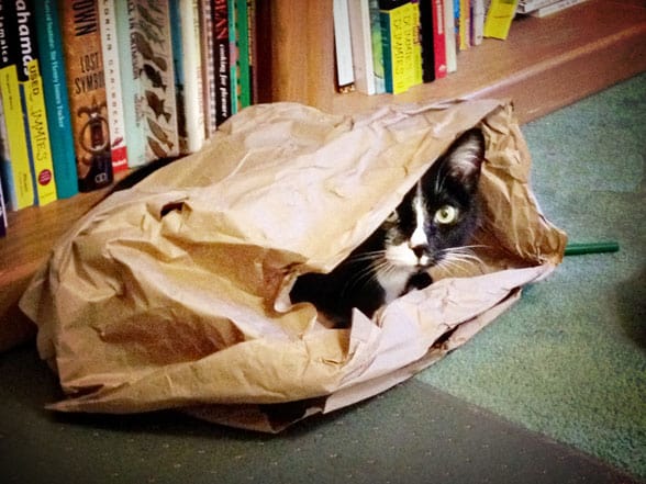 cat in paper sack