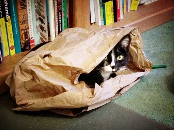 cat in paper sack