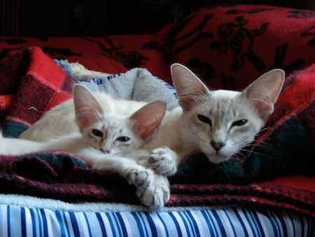 Javanesecats-wikipedia