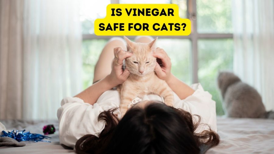 Woman lying on floor with cat on chest and words "is vinegar safe for cats" at top of image