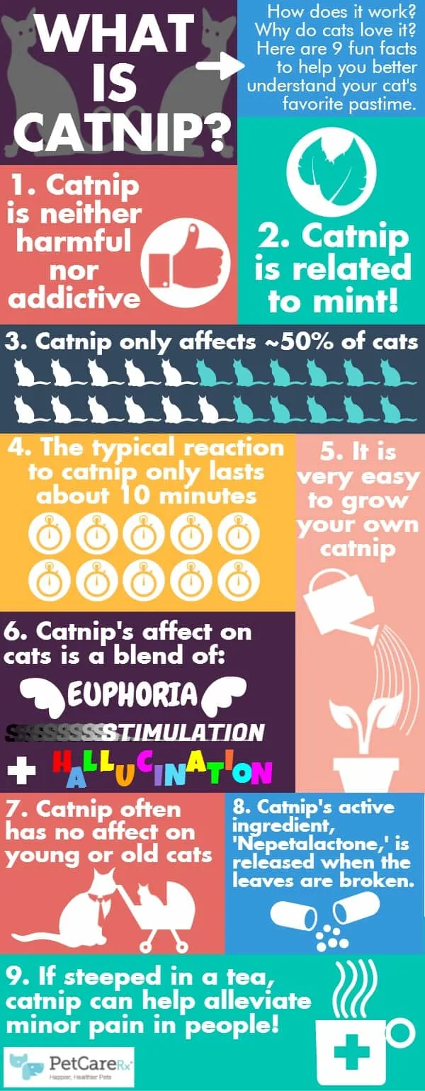 Cats and Catnip infographic