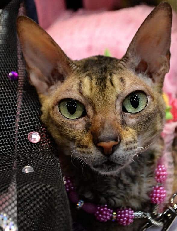 The Cats of BlogPaws!