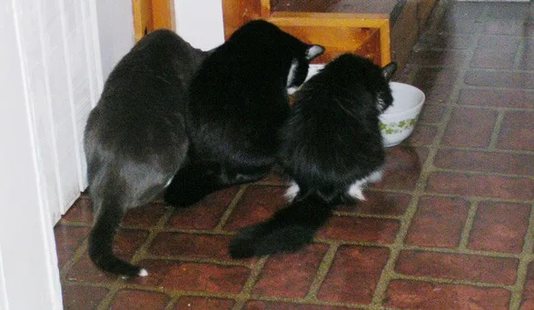 outdoor cats-linus-felix-elaine-eating