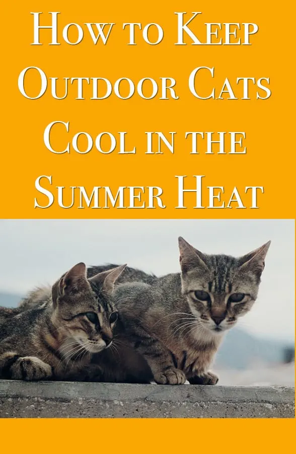 how to help outdoor cats stay cool in summer