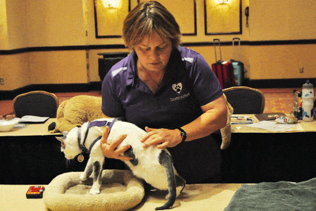 Arden Moore using demo cat to teach pet first aid