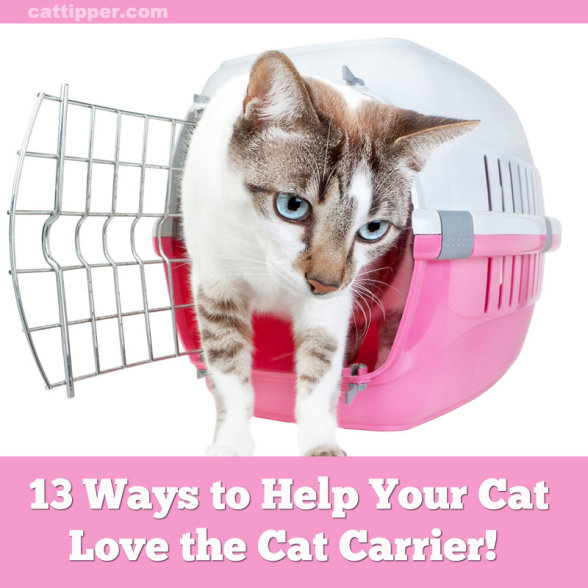 13 Ways to Help Your Cat Love the Cat Carrier!