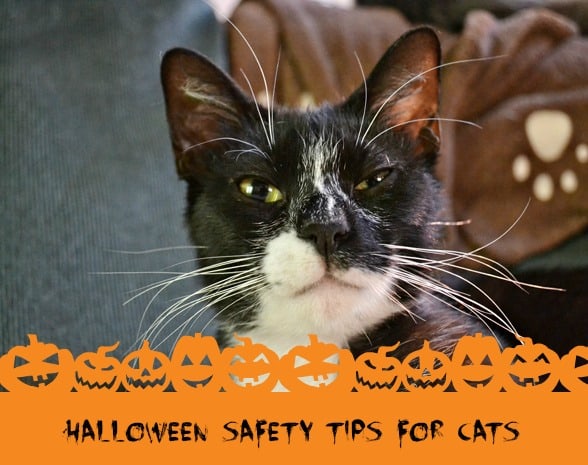 Halloween safety tips -- cat households
