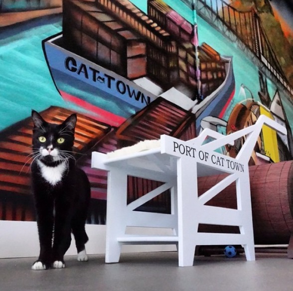 The Cat Town Café in Oakland, California- the first permanent cat cafe in the United States.