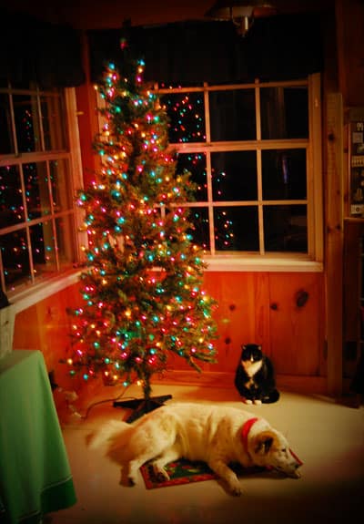 christmas-tree-tiki-felix