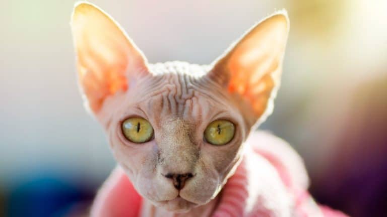 Why Cats Don’t Come When Called