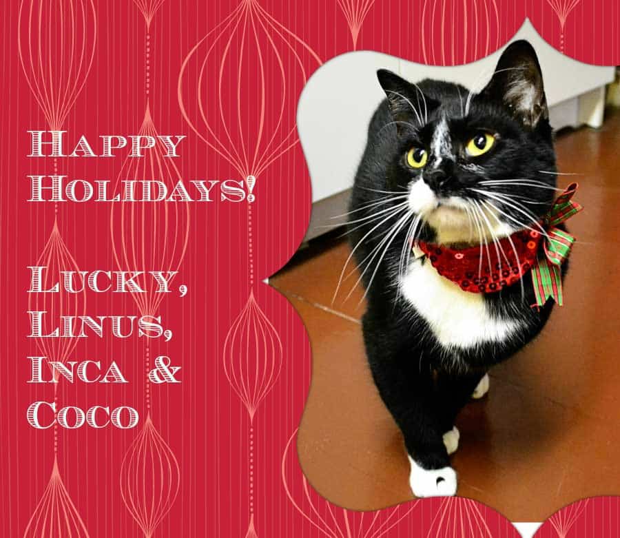 Happy Holidays on Lucky’s First Christmas!