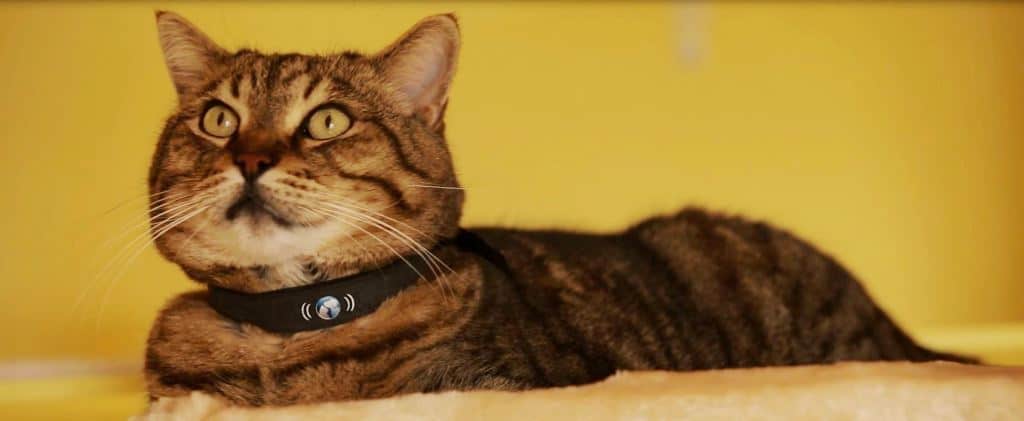 What’s New: GPS Cat Collar