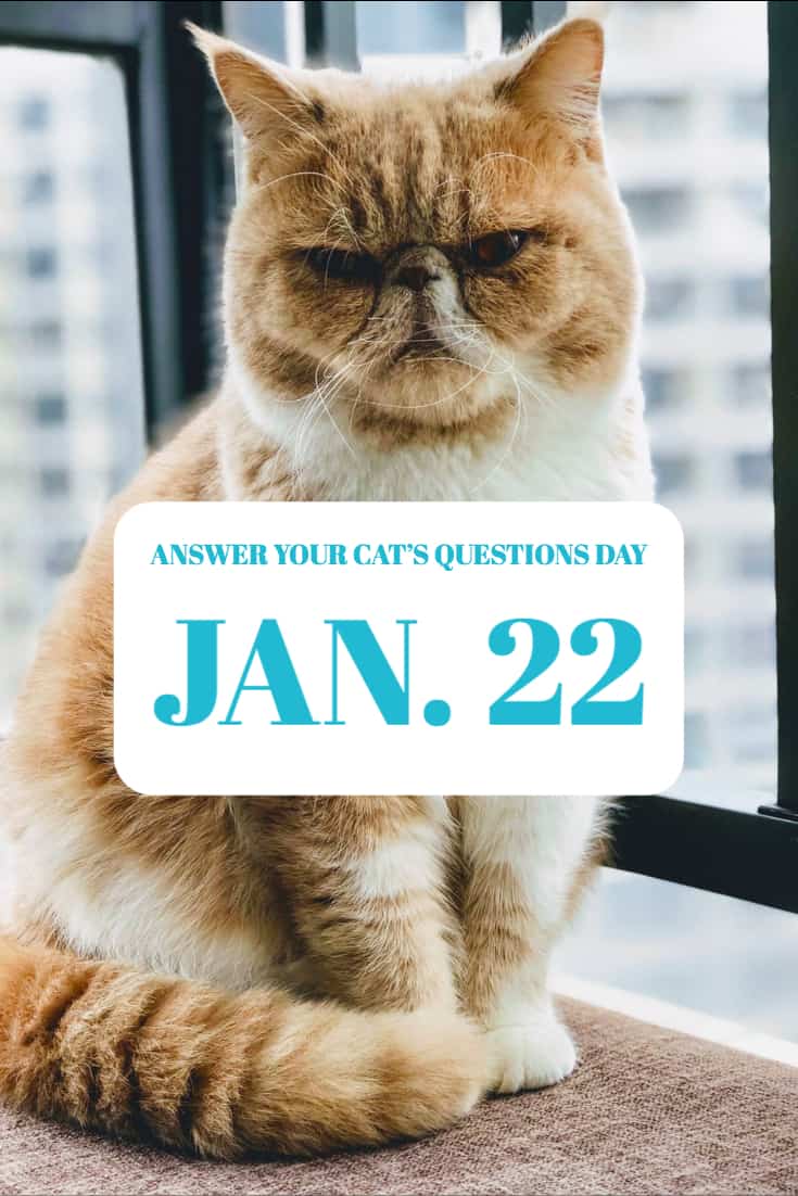 Answer Your Cat's Questions Day