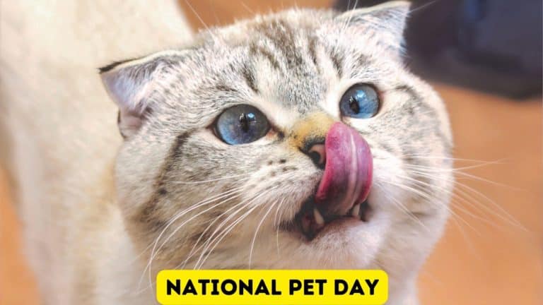National Pet Day