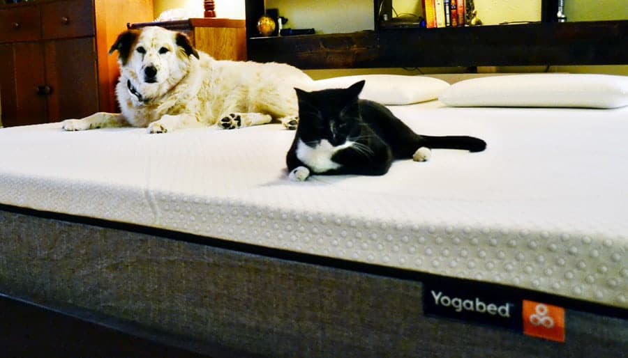 How to Introduce a Cat to Your Dog