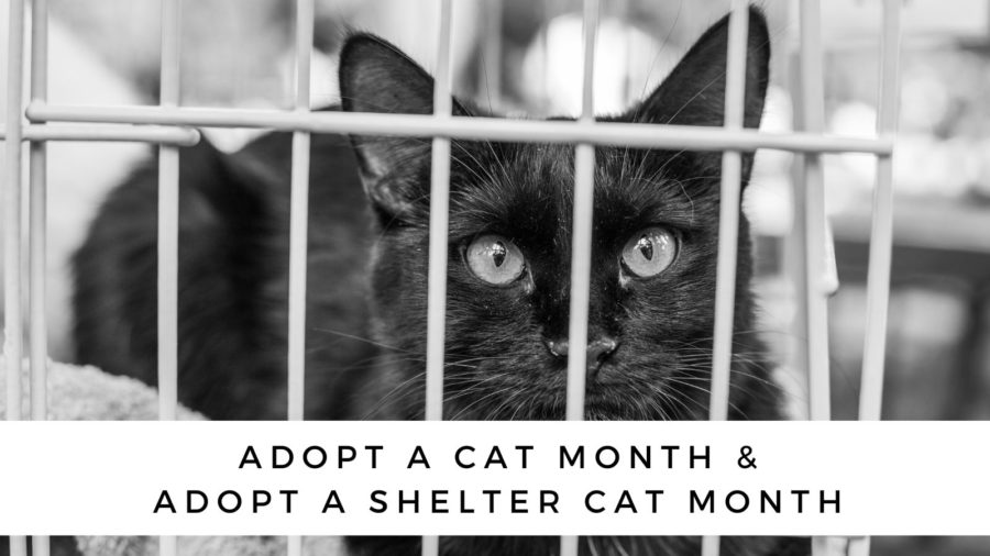 June is Adopt A Cat Month and Adopt a Shelter Cat Month