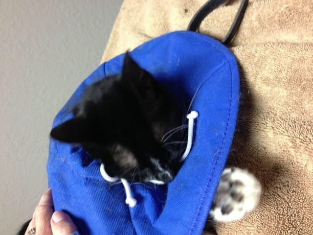 Visiting Your Cat in the Vet Hospital