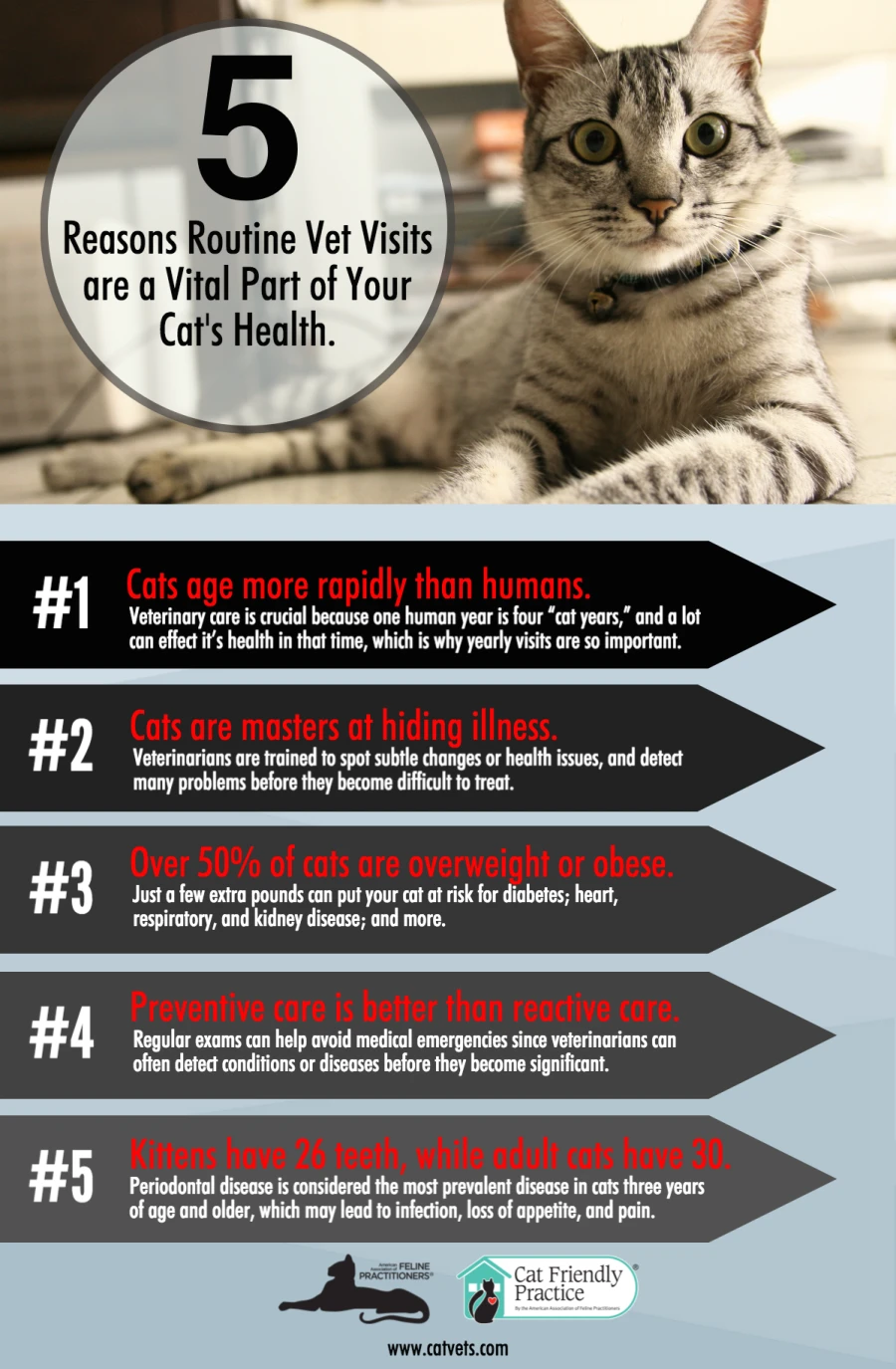 5 reasons routine vet visits are an important part of your cat's health - national bring your cat to the vet day