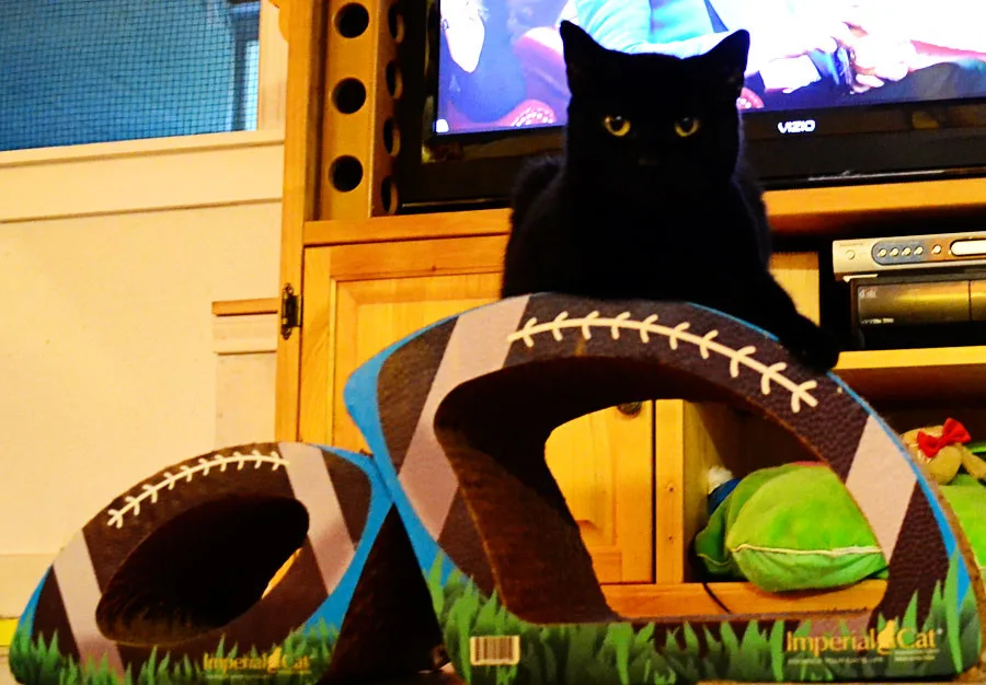 cat on cat scratcher