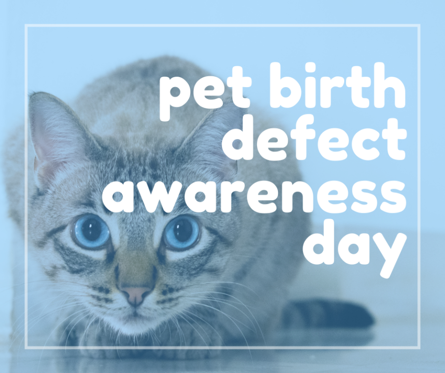 Pet birth defect awareness day, september 13