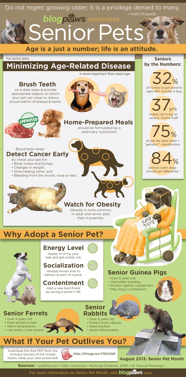 adopt a senior pet month