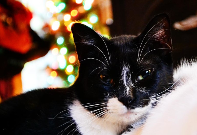 Wordless Wednesday: More Holiday Fun