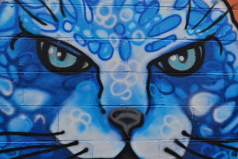 The Beautiful Cat Artwork of Austin’s Blue Cat Cafe